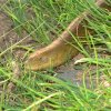 Glass Lizard - Pseudopus apodus